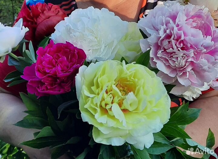 Пионы ито-гибриды