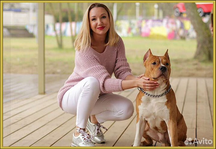 Собака. Стаффорд. Модель для фотосессии