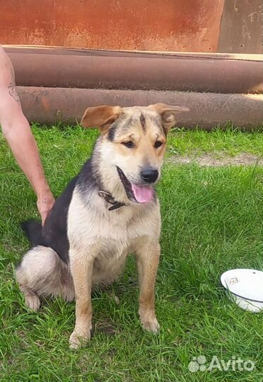 Передержка собак с бесплатным питанием