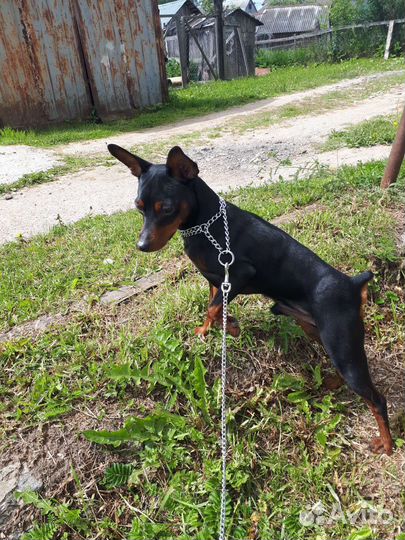 Цвергпинчер вязка