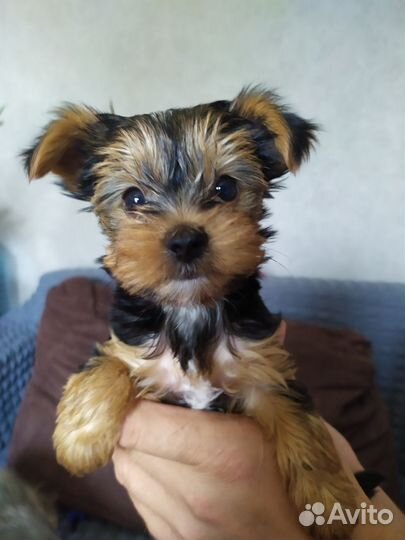 Йоркширский терьер щенки
