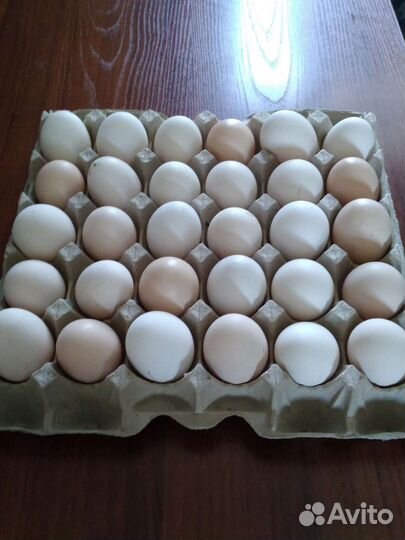 Домашние куриные яйца