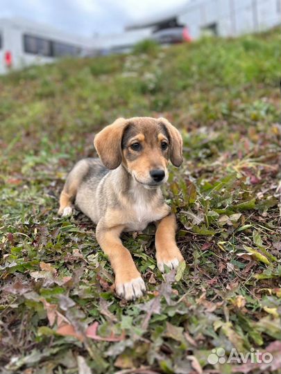 Щенок мальчик