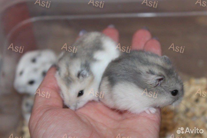 Джунгарский хомячки NEW окрас сама нежность