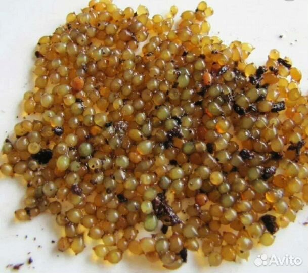 Коконы дендробены