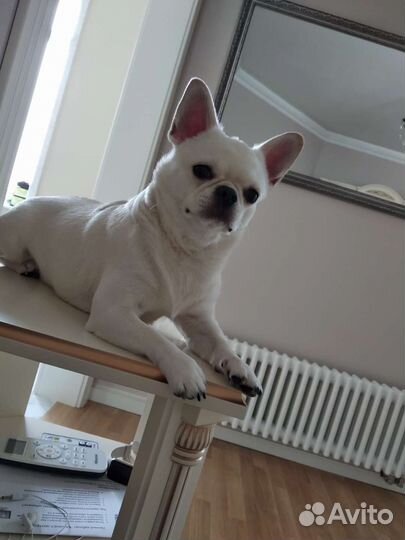 Вязка чихуахуа