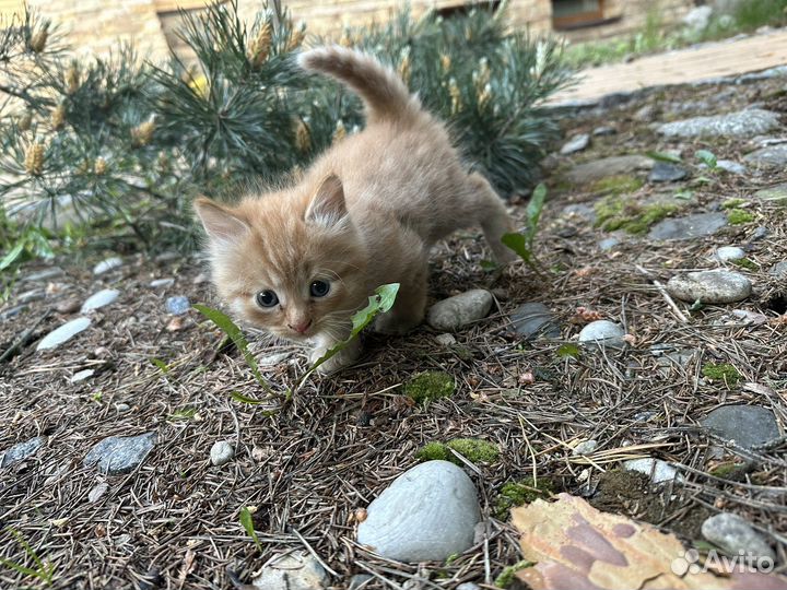 Котята британцы в добрые руки бесплатно