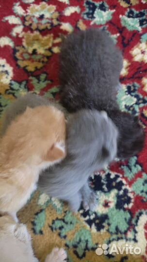 Кошка в дар