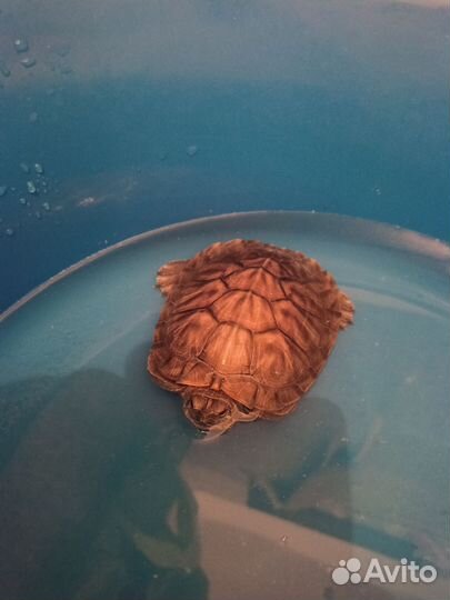 Красноухая черепаха