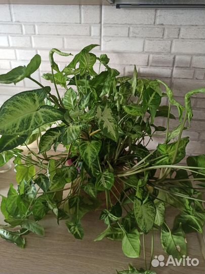 Сингониум White butterfly