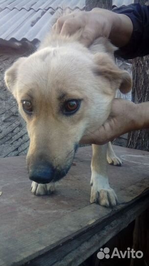 Девочка собачка