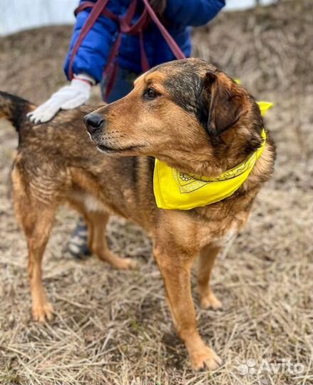 Добряк Кит ищет самых лучших родителей