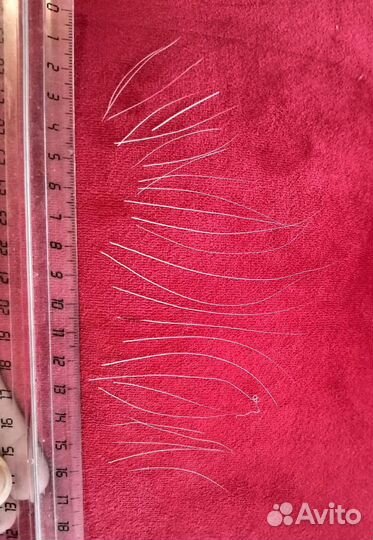 Усы кота, брови кота, вибриссы кота