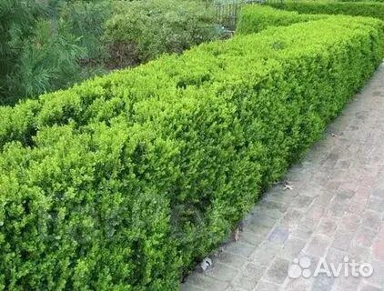 Самшит (буксус)