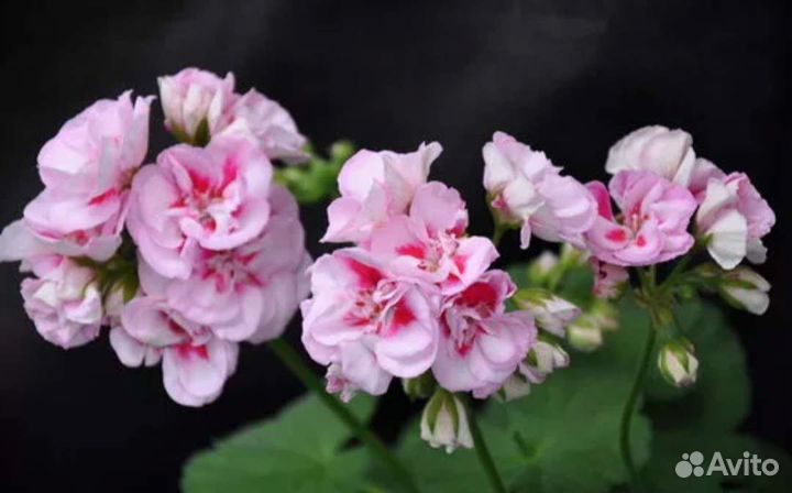 Пеларгония Таира Мария Магдалина