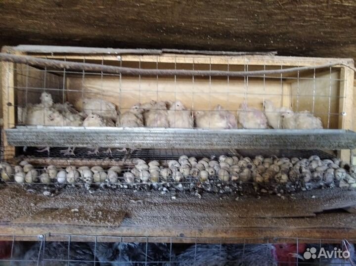 Клетки для кур, перепелов и бройлеров