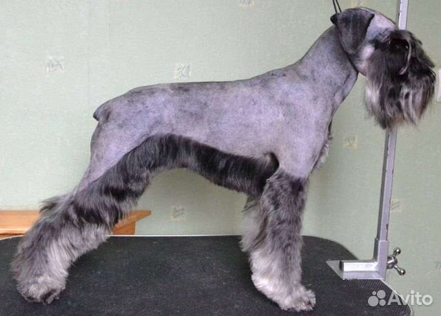 Услуги грумера