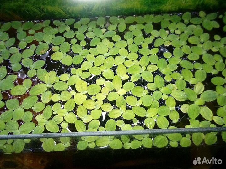 Растение в аквариум пистия, яванский мох