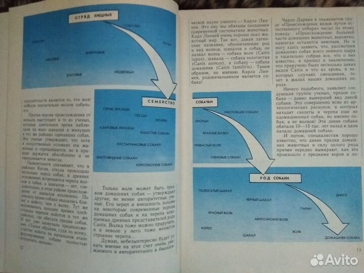 Легенды и быль о собаках