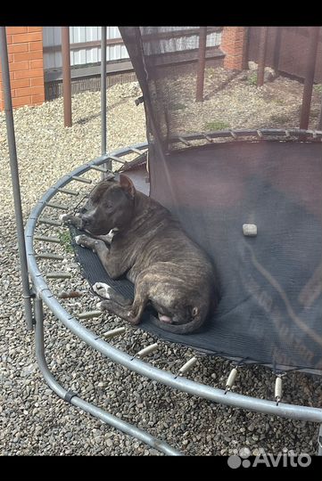 Амстафф вязка