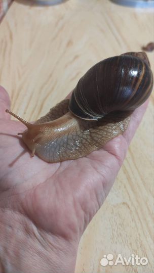 Улитки ахатины ретикулята