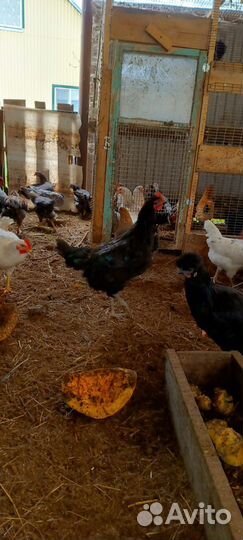 Молодые петухи