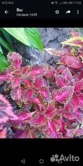 Колеусы вегетативные