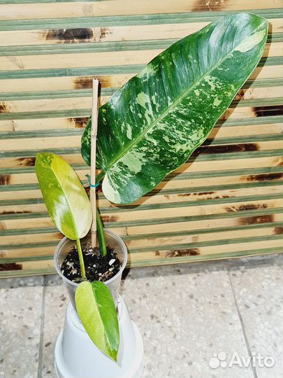 Филодендрон Виппл Вэй