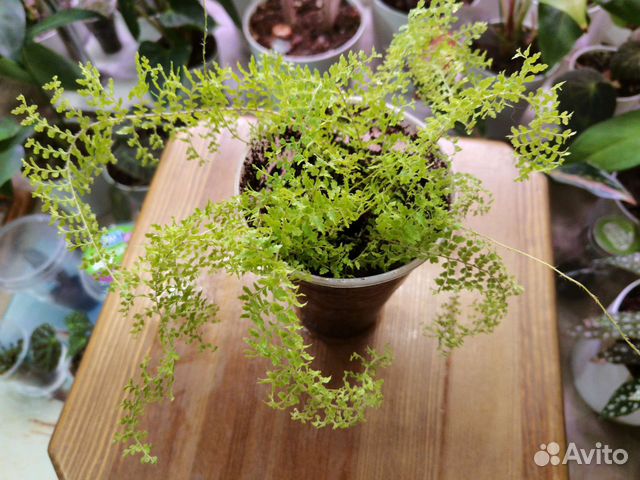 Нефролепис ажурный купить в Барнауле | Товары для дома и дачи | Авито