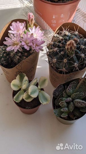 Кактусы и суккуленты