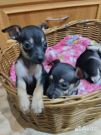 Мини той-терьер щенки