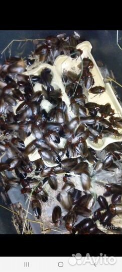 Корма для птиц насекомоядных