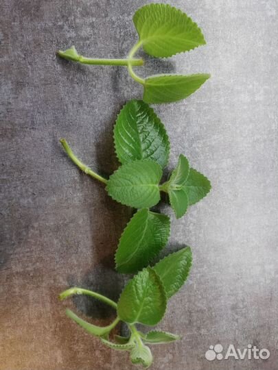 Комнатные цветы. Плектрантус (комнатная мята)