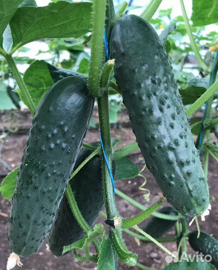 Семена Огурца 