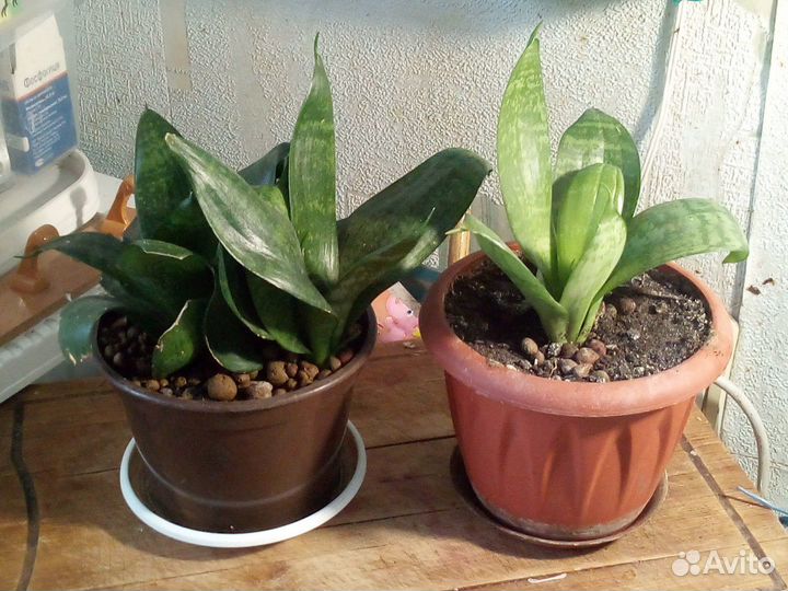 Цветы комнатные алоэ, хлорофитум, щучий хвост