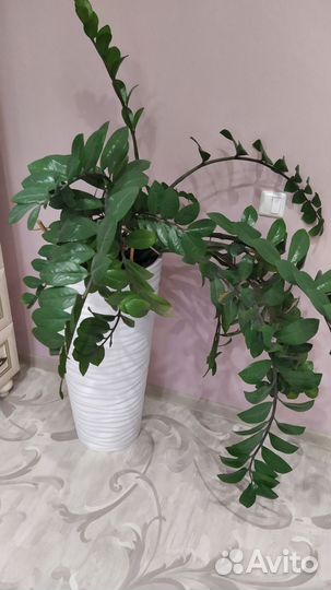 Драцена, роициссус, замиокулькас, фикус, кротон