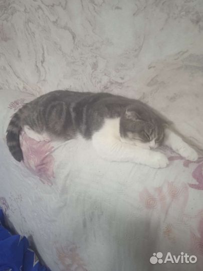 Шотландские