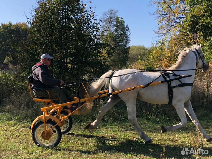 Продам жеребца