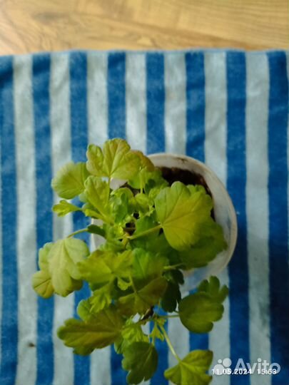 Хоста голубая