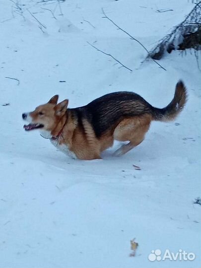 Собака в добрые руки отдам бесплатно