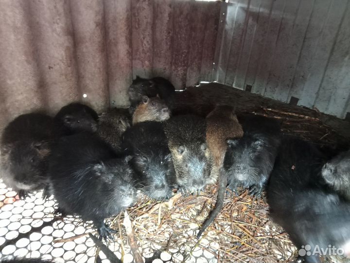 Нутрии живые