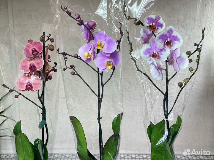 Орхидеи на 1 цветонос
