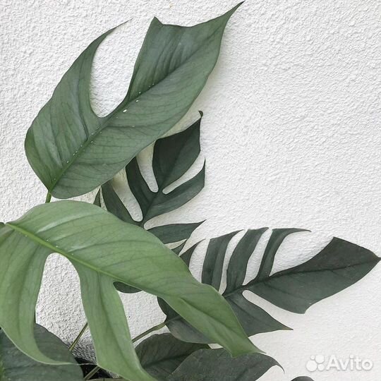 Эпипремнумы сортовые