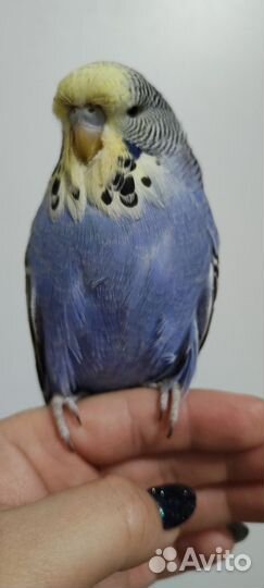 Выставочный Волнистый Попугай Чех