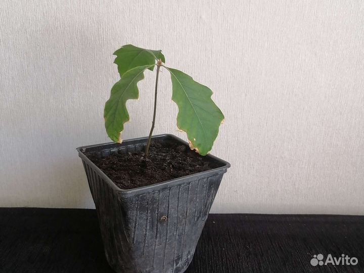 Дуб красный