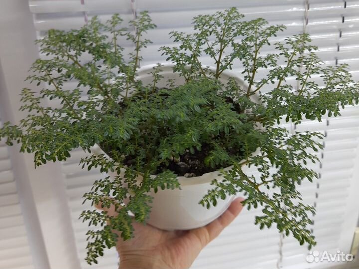 Пилея мелколистная