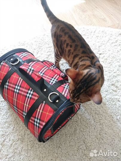 Переноска для кошек бу