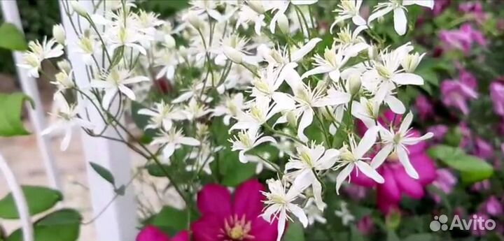 Клематис манчжурский Таежный снег