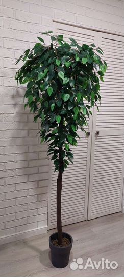 Искусственный фикус