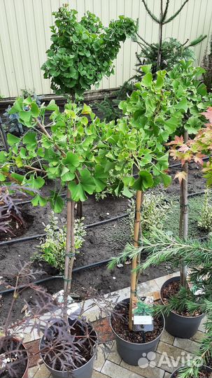 Саженцы Гинкго билоба и Карагана